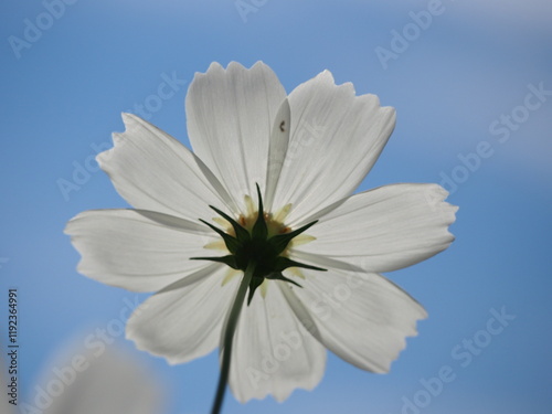 コスモス畑で撮った美しい花の瞬間