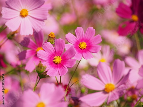 コスモス畑で撮った美しい花の瞬間