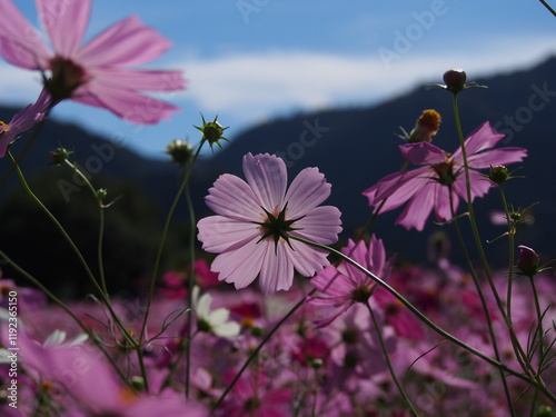 コスモス畑で撮った美しい花の瞬間