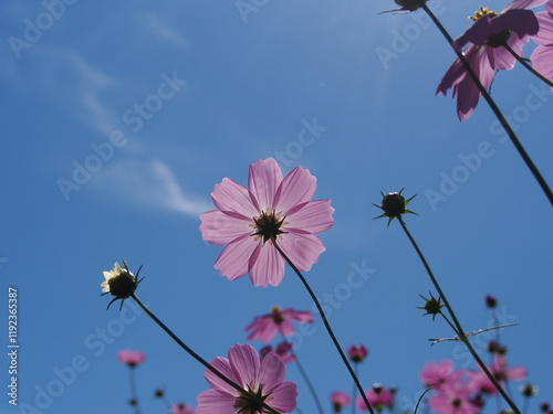 コスモス畑で撮った美しい花の瞬間
