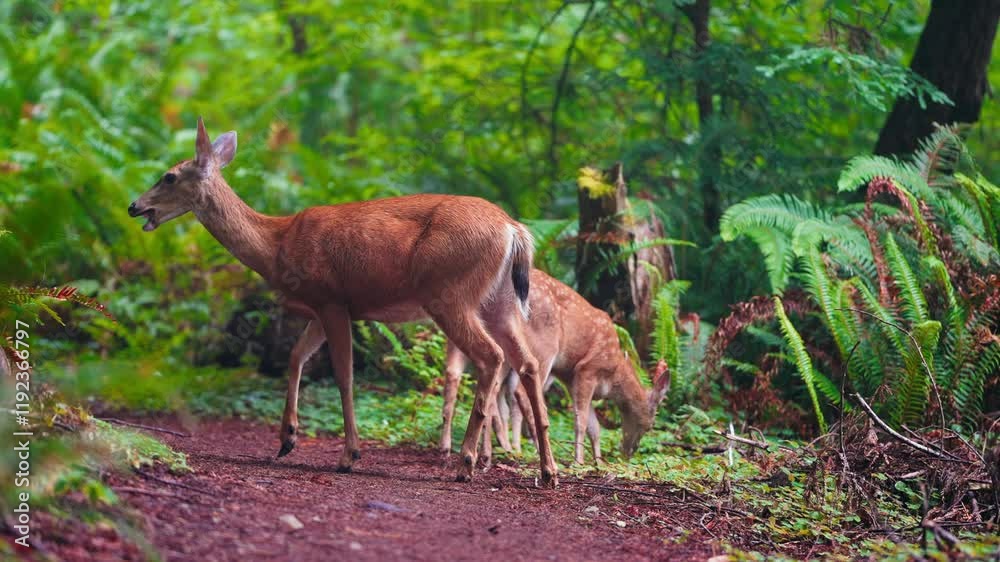 Mother deer with her young peacefully grazing along a quiet forest path Mother deer with her young peacefully grazing along a quiet forest path