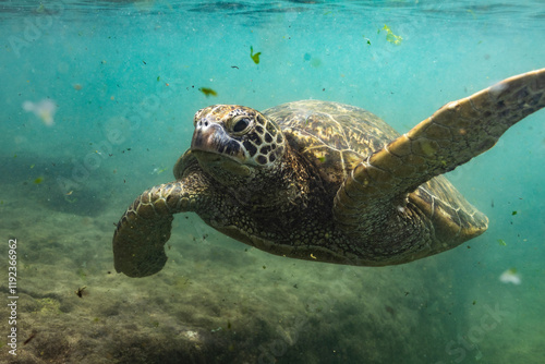 Large green sea turtle swims in ocean photo