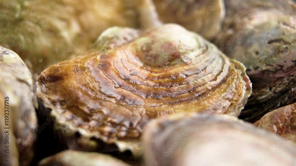 Pile of closed fresh whole oysters in brown sea shells. Raw luxury delicacies. Macro shot. Rotation