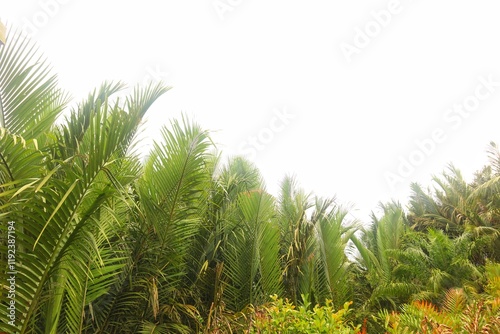 Nipah or Nypa fruticans is a type of palm that grows in mangrove forests or tidal areas near the seashore.