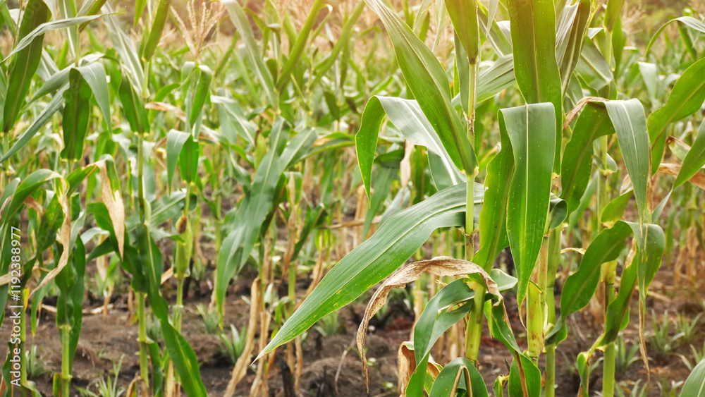 Corn plantation landscape in tropical land Corn plantation landscape in tropical land