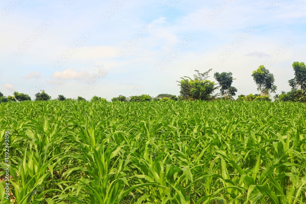 Fototapeta premium Green and wide young corn field in agricultural garden.