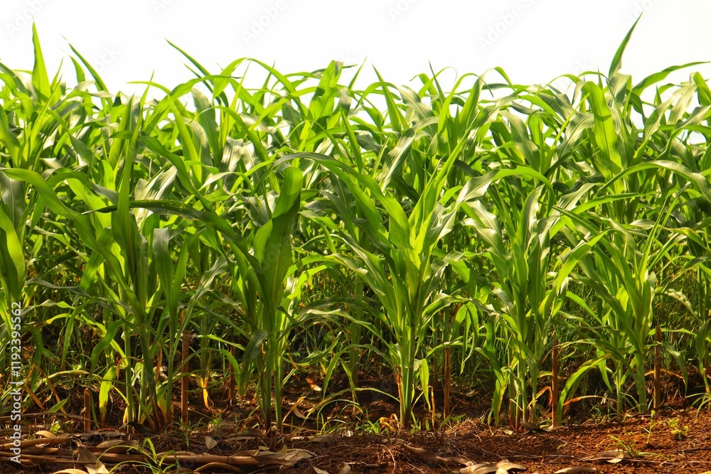 Obraz premium Green and wide young corn field in agricultural garden.