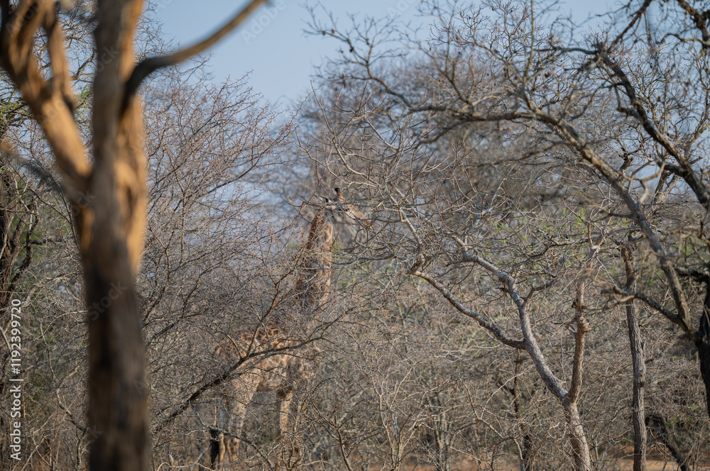 African animals Kruger National Park bush and a giraffe in the background Out of focus