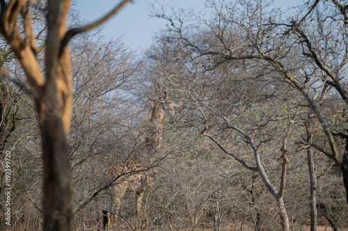 African animals Kruger National Park bush and a giraffe in the background Out of focus photo