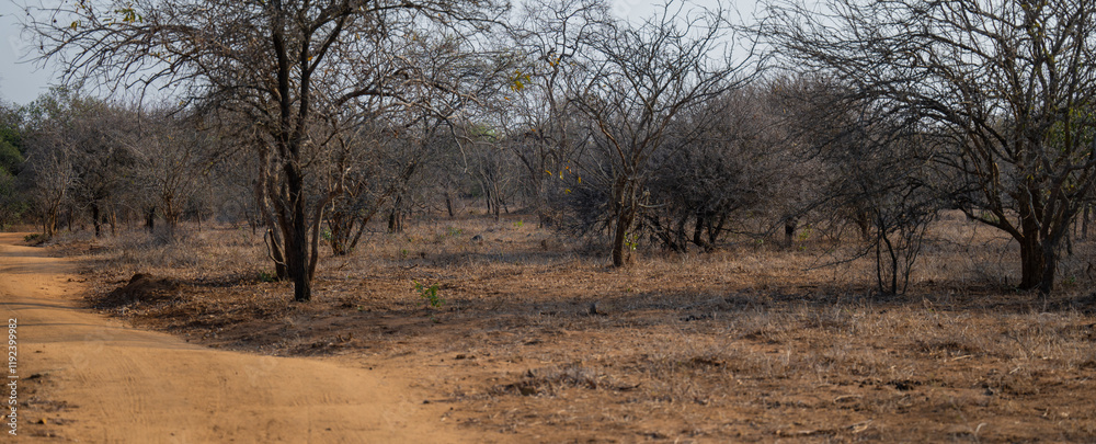 Landschaftsbild - Flora Botanik Busch im Krüger National Park - Kruger Nationalpark Südafrika