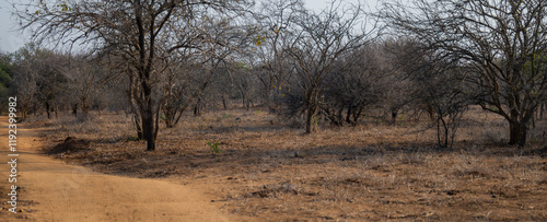 Obraz na płótnie Landschaftsbild - Flora Botanik Busch im Krüger National Park - Kruger Nationalpark Südafrika w salonie