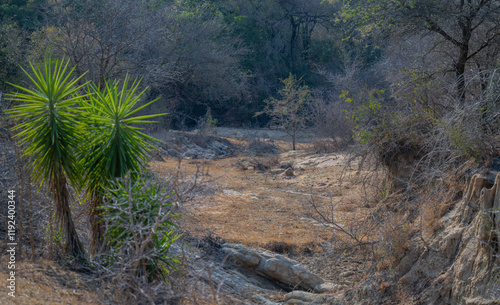 Landscape - Flora Botany Bush in Kruger Nationalpark