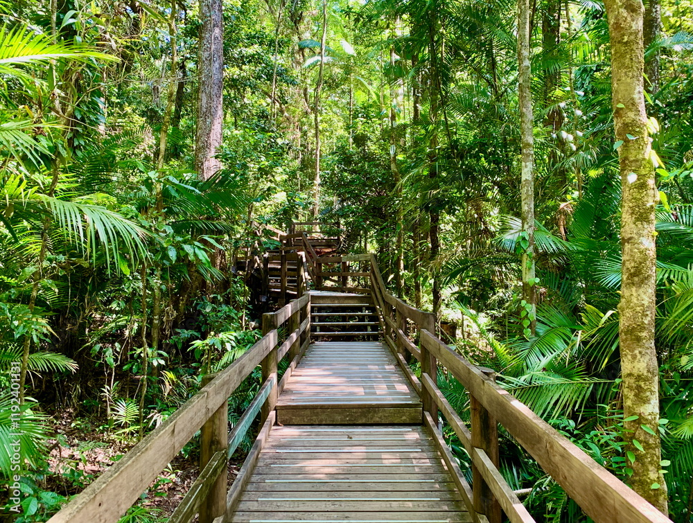 Jindalba boardwalk winding through the lush Daintree rainforest, Cape Tribulation, Australia Jindalba boardwalk winding through the lush Daintree rainforest, Cape Tribulation, Australia