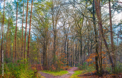 Forest in mist, fog, haze and sunbeams in winter, Lage Vuursche, Utrecht, Netherlands, January 11, 2025 photo