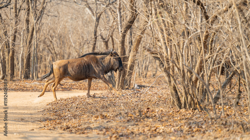 Afrikanische Tiere Streifengnu im Busch vom Krüger National Park - Kruger Nationalpark Südafrika