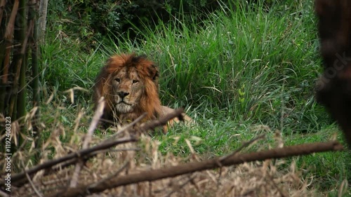 A majestic lion resting in the tall grass of its natural habitat.