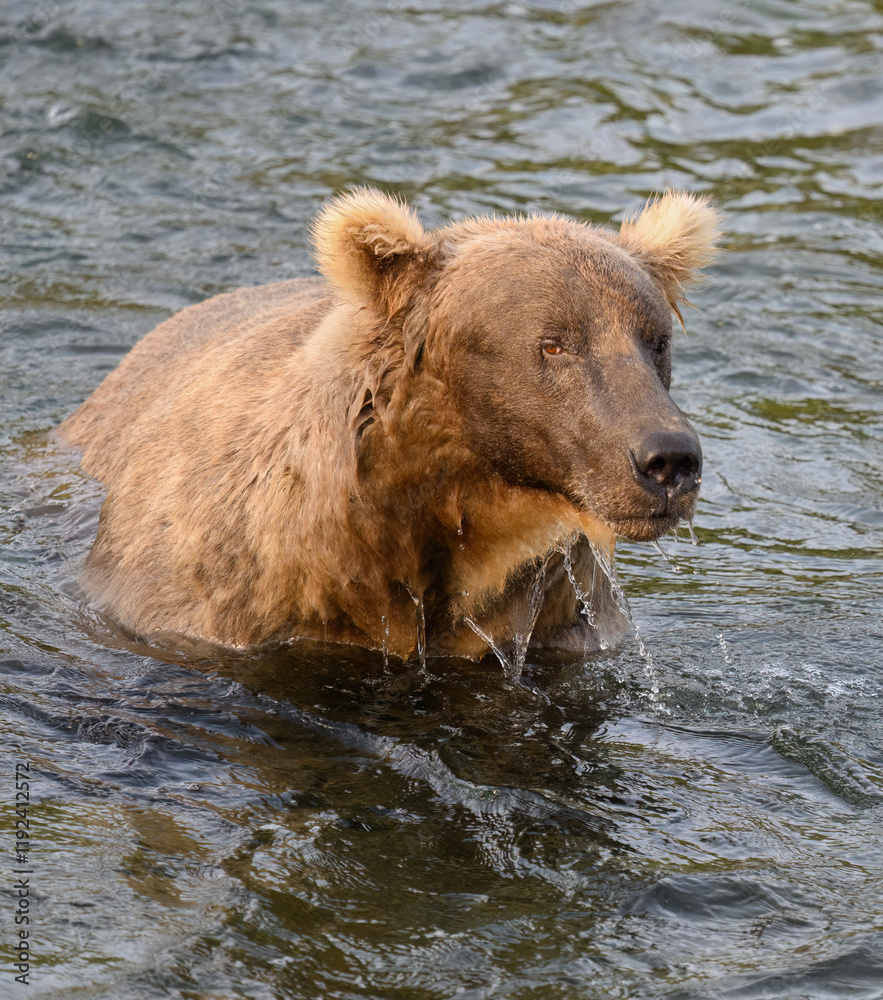An Alaska brown bear emerging from the water with water drops on his face. Brooks River. Katmai National Park. Alaska. USA. An Alaska brown bear emerging from the water with water drops on his face. Brooks River. Katmai National Park. Alaska. USA.