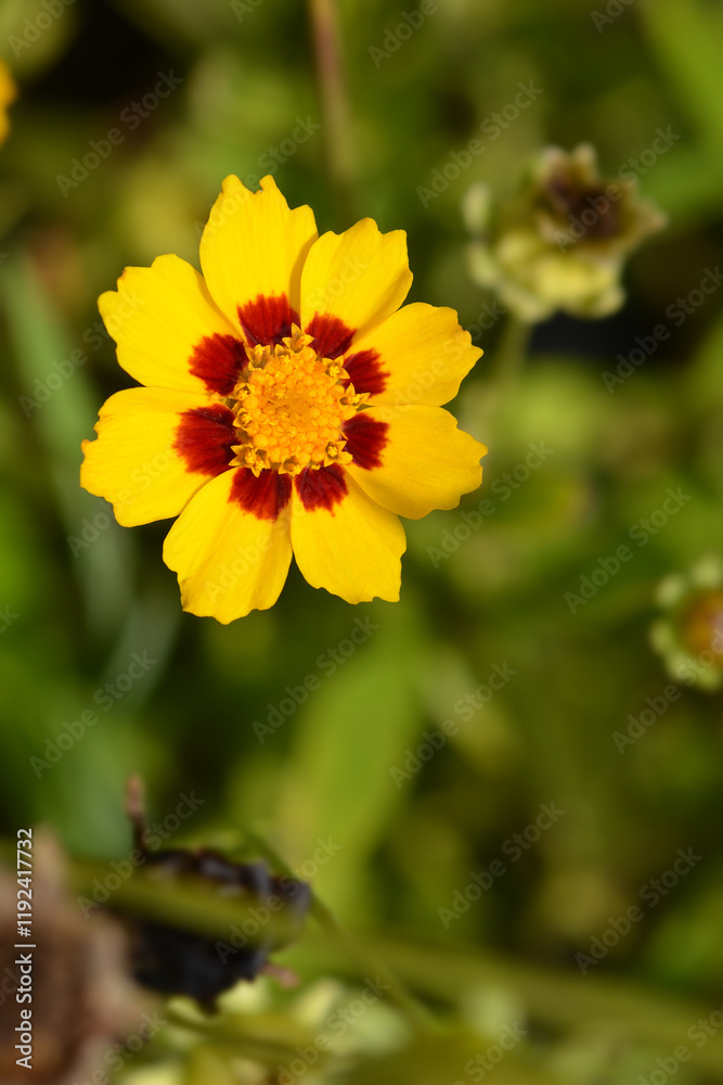 Lanceleaf tickseed flower