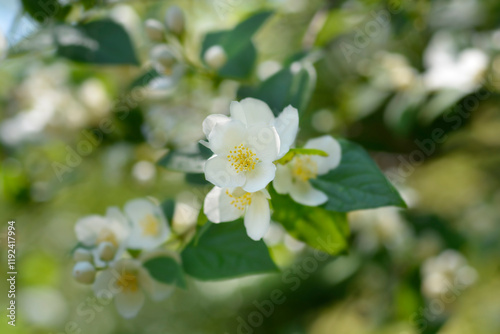 Sweet mock orange branch with flowers