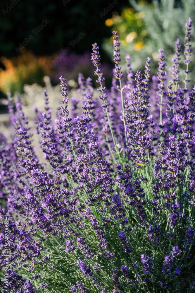 Naklejka premium Lavender flower field bathed in morning light showcasing vibrant purple blooms and lush greenery against a serene backdrop in high-definition detail
