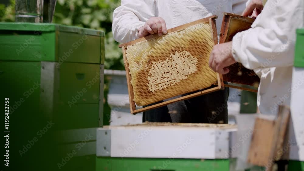 Specialists put frame with empty honeycombs back into hive Specialists put frame with empty honeycombs back into hive