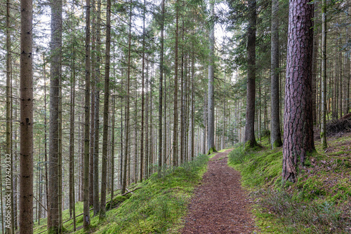 Scenic forest trail in the Black Forest, Bad Wildbad, Germany photo