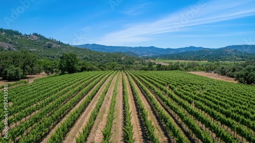 Wallpaper Mural Aerial View of Lush Vineyard Rows in a Scenic Mountain Valley Under a Clear Blue Sky. Torontodigital.ca