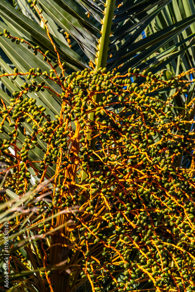 Fototapeta premium Ramas de Palmera en un parque al aire libre.