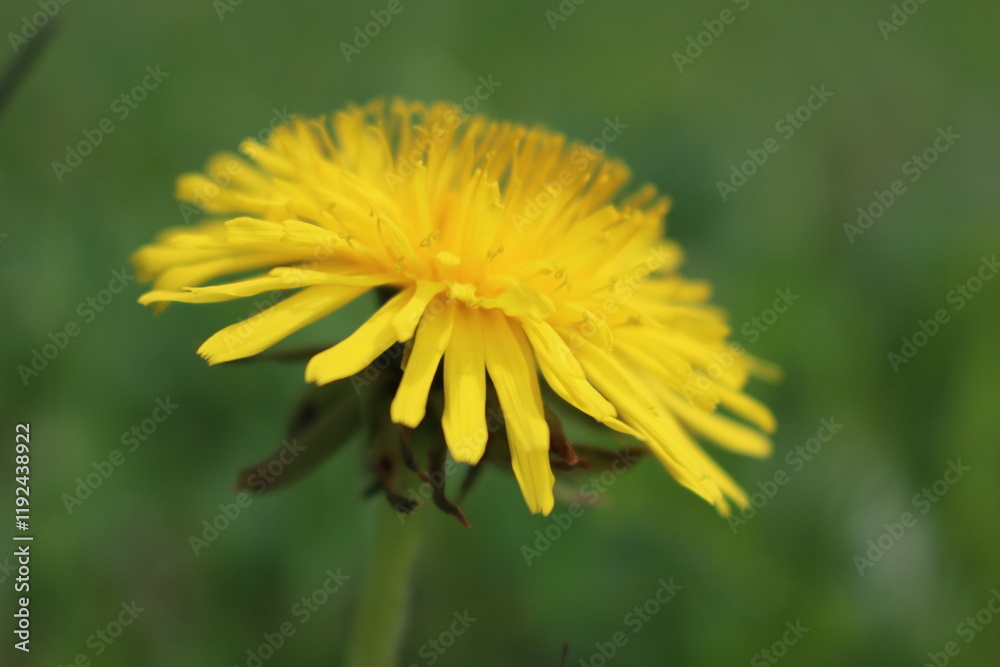 Naklejka premium yellow flower