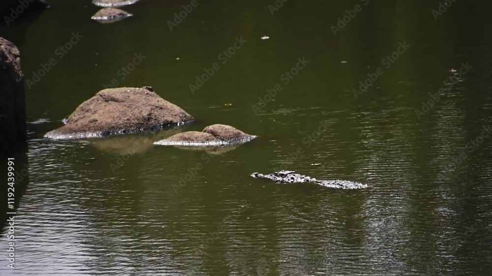 A Nile crocodile swimming in the river. A Nile crocodile swimming in the river.