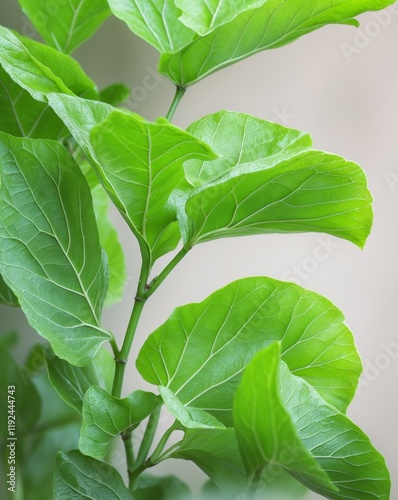 Bright Green Leaves Showcase Nature's Beauty photo