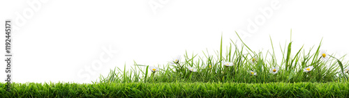 A bright green grass cut lawn edge border with daisy flowers growing in an isolated patch of uncut grass against a transparent background.