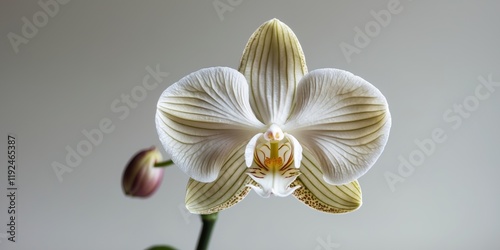 Premium Quality Visual of CloseUp View of an Orchid Flower photo