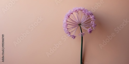 A unique allium flower in soft purple on a pale peach backdrop photo