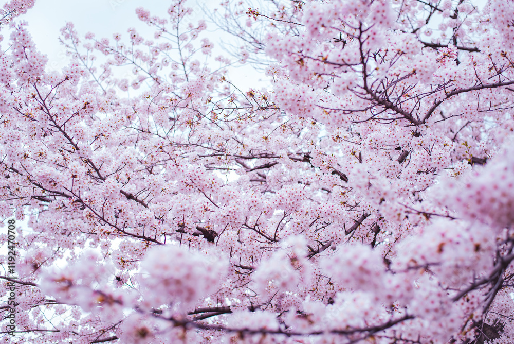 Fototapeta premium 桜