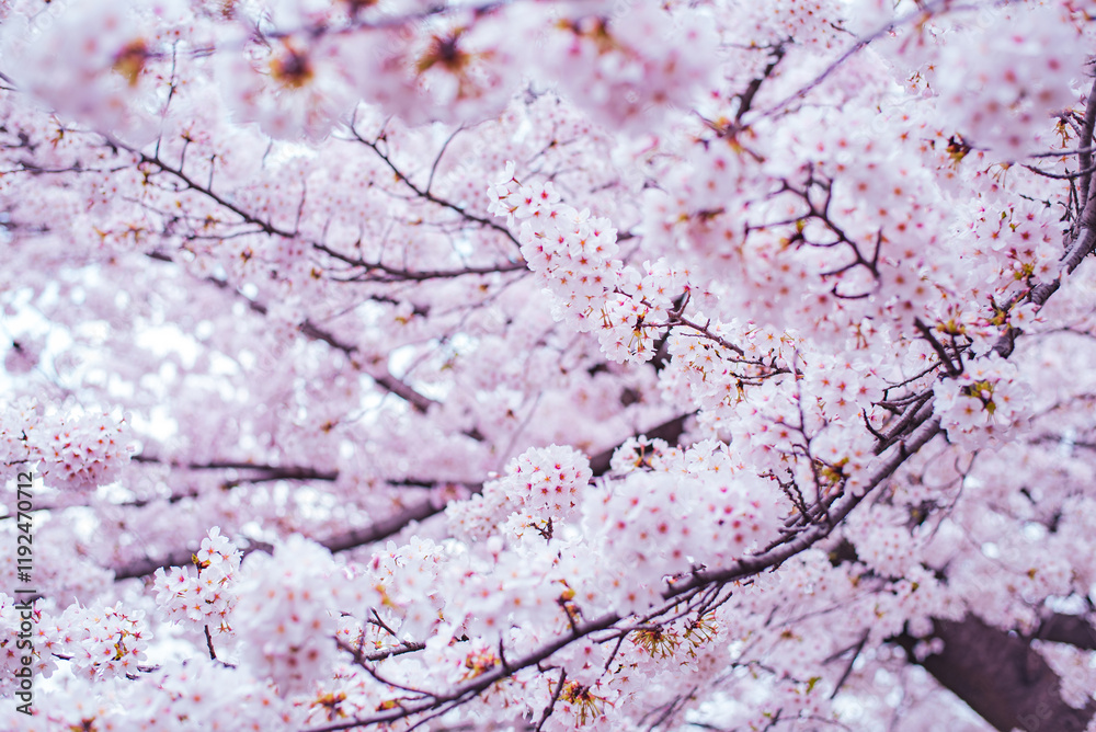 桜 桜