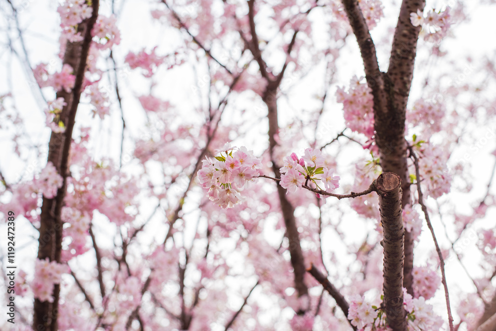 Fototapeta premium 桜