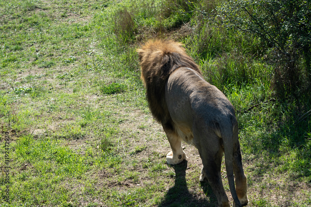 Fototapeta premium Lion Walking Grass Field Safari