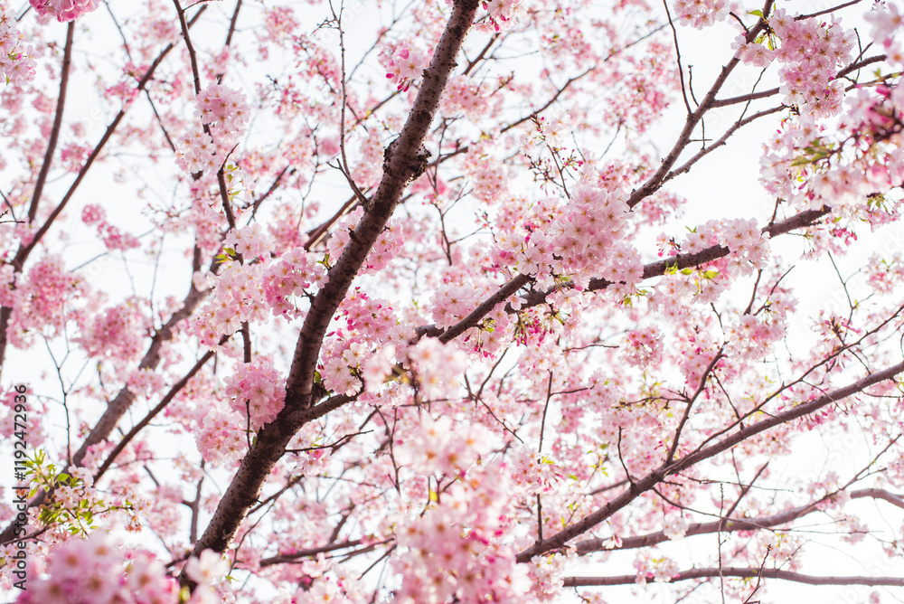 桜 桜