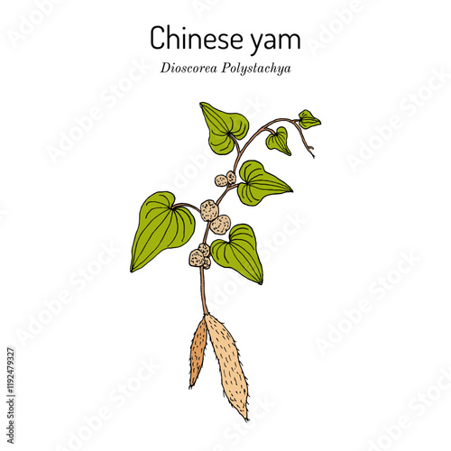 Chinese yam or cinnamon-vine (Dioscorea polystachya), edible and medicinal plant. Hand drawn vector illustration