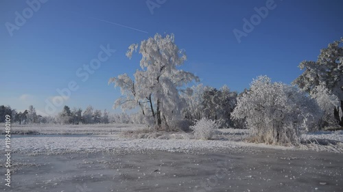 Wallpaper Mural beautiful winter landscape with white trees. Everything is full of snow and frozen. The sky is blue. Winter wonderland in Wetzikon near Lake Pfäffikersee. Beautiful winter landscape. Torontodigital.ca