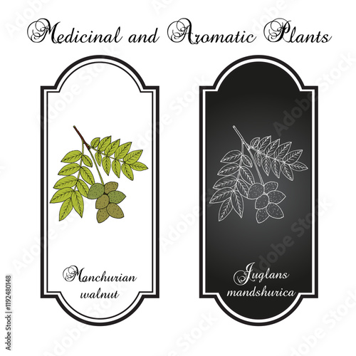 Manchurian walnut, or Tigernut (Juglans mandshurica), edible and medicinal plant. Hand drawn vector illustration