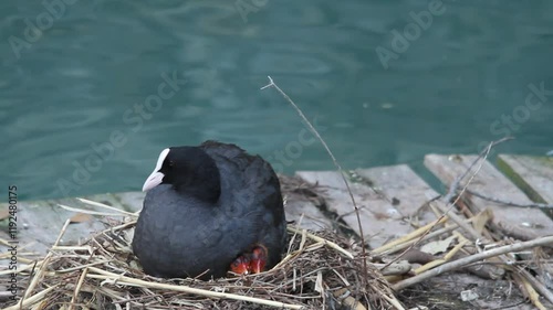 coot water bird in nest with newborn chicks lake garda