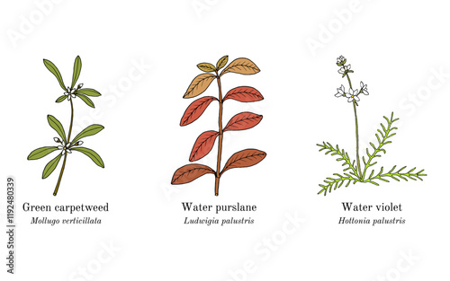 Collection of edible and medicinal plants