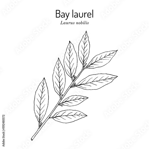 Medicinal and kitchen plant laurel (Laurus nobilis), or sweet bay tree