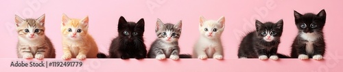 Assorted kittens of different colors and sizes, isolated on a pink background