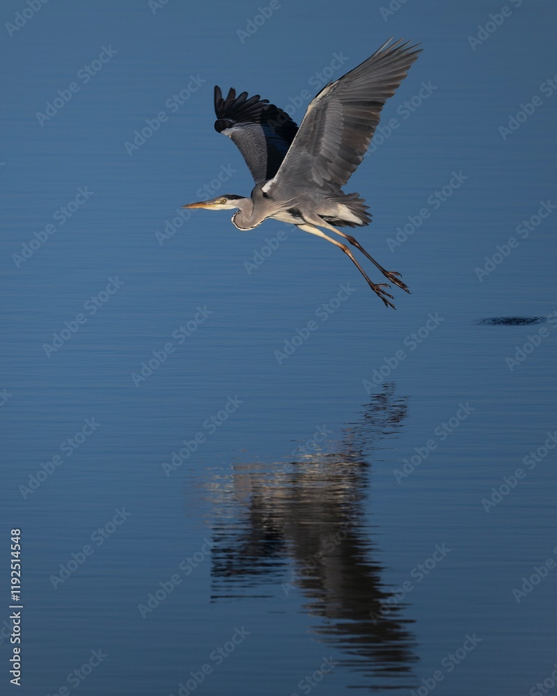 Obraz premium heron in flight