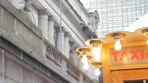 New York City, American Grand Central Terminal railway station building, 42 street. Manhattan Midtown. Yellow taxi kiosk, telephone call box with bulb lights on Pershing Square, NYC, USA. Pigeon bird.