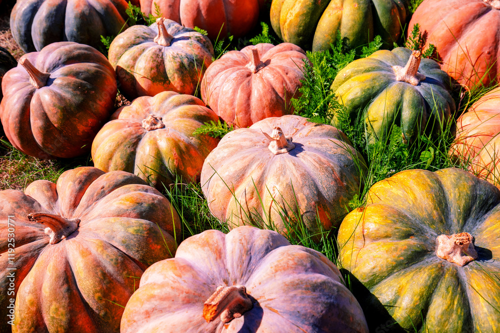 Crop of Pumpkins. Many Pumpkins on the hay. Autumn background. Halloween Thanksgiving Autumn Harvest background