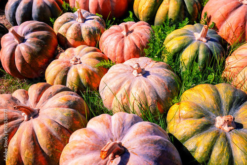 Obraz na płótnie Crop of Pumpkins. Many Pumpkins on the hay. Autumn background. Halloween Thanksgiving Autumn Harvest background w salonie